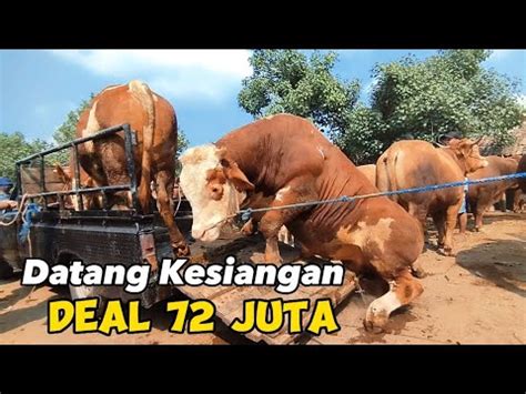 LANGSUNG DEAL SAPI JUMBO BARU TURUN BIKIN GEGER YouTube