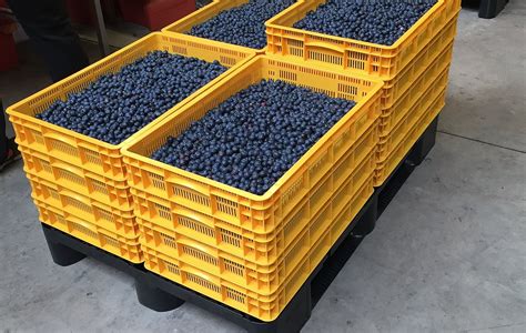 Heidelbeeren F R L Ngere Frische Richtig Lagern Bekuplast