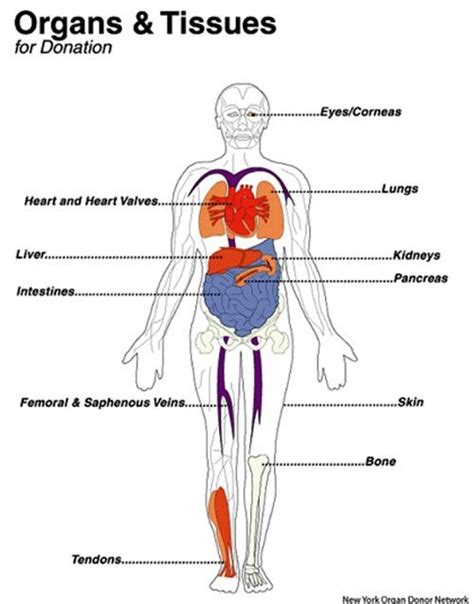 7 Important Reasons To Become An Organ Donor Ahanow