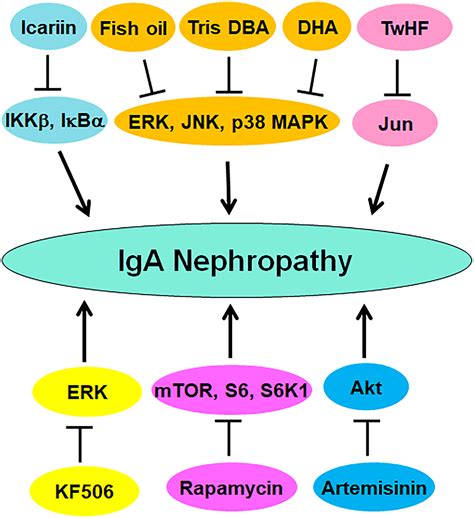 Deciphering Roles Of Protein Post Translational Modifications In Iga