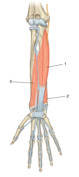 Diagram Of Anterior Compartment Arm Deep Quizlet