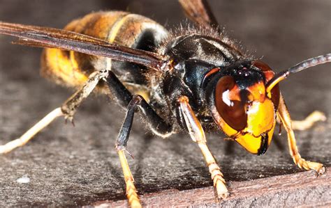 Asian Hornet Identified In Cornwall Pest Control News