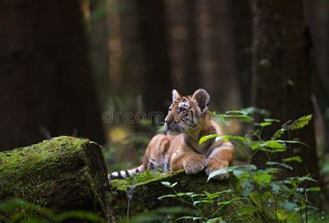 Bengal Tiger Cub Is Is Resting On A Tree Trunk Stock Photo Image Of