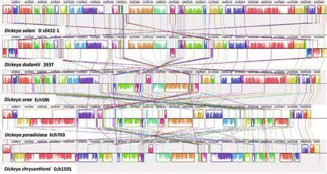 Synteny Of The D Solani D S0432 1 Genome And Genomes Of Other Dickeya Download Scientific