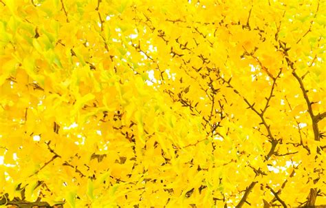 Yellow Ginkgo Biloba Leaves Tree In Autumn Stock Photo At Vecteezy