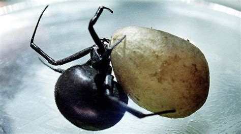 False widow spider infestation forces 2 East London schools to evacuate ...