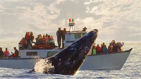 Whale watching - Gray whale - Baja California, México