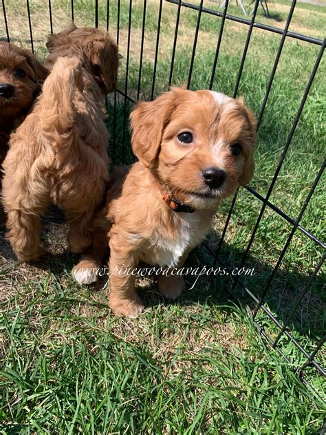 pinewoodcavapoos | Happy, family raised Cavapoos!