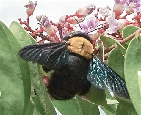 White Cheeked Carpenter Xylocopa Aestuans Inaturalist