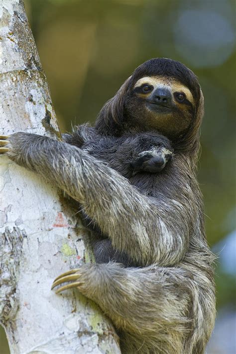 Brown Throated Three Toed Sloth 1 Photograph By Suzi Eszterhas Fine