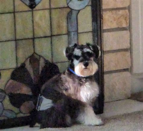 Tlc Schnauzers Of Texas The Lois Cox Schnauzers Of Texas Miniature