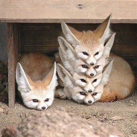 Lo que no sabías del fennec o zorro del desierto