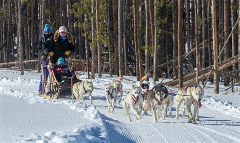 Where To Go Dog Sledding In Colorado Insider Families