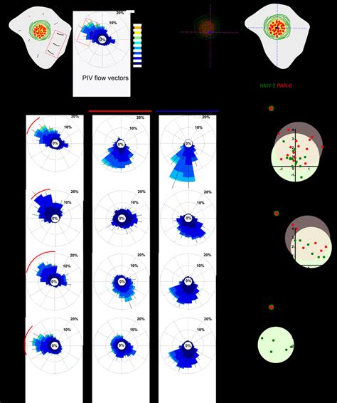 Anisotropic Actomyosin Flow Generates Planar Polarized NMY 2 APARs