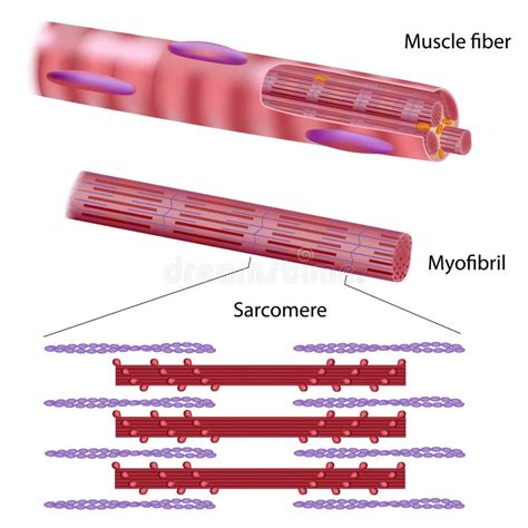 La Fibre Musculaire De Muscle Squelettique Illustration De Vecteur