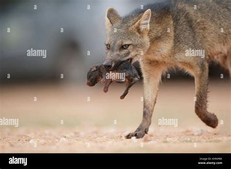 Crab Eating Fox Cerdocyon Thous Mother Carrying Newborn Pup