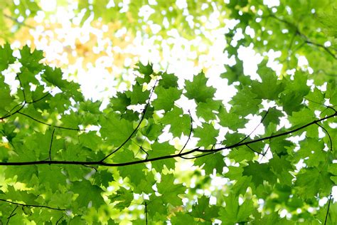 Gambar Daun Hijau – pulp