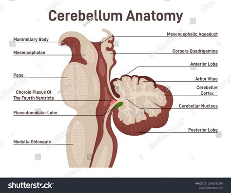 Cerebellum Arbor Vitae Histology