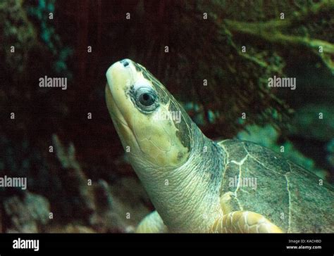 Tortuga Golfina Lepidochelys Olivacea Se Encuentra Nadando En Las Aguas Cálidas De Los Océanos