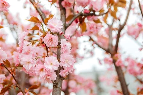 Fleurs De Cerisier Sakura En Fleurs Dans Le Parc Du Jardin Au Début Du