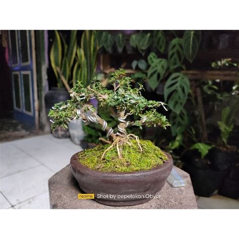 Jual Bonsai Seribu Bintang Super Micro Serissa Japonica Original