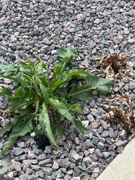 Weed Of The Week Curly Dock Ecoturf Of Northern Colorado