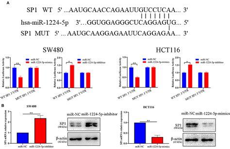 Frontiers Microrna P Inhibits Metastasis And Epithelial