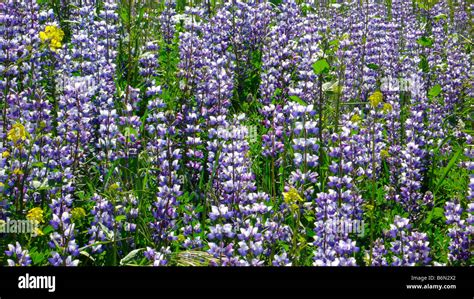 California wildflowers lupine hi-res stock photography and images - Alamy