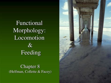 Ppt Functional Morphology Locomotion And Feeding Chapter 8 Helfman