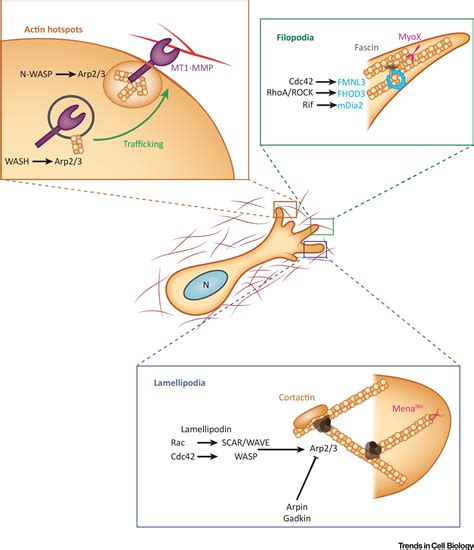 Actin Based Cell Protrusion In A 3d Matrix Trends In Cell Biology