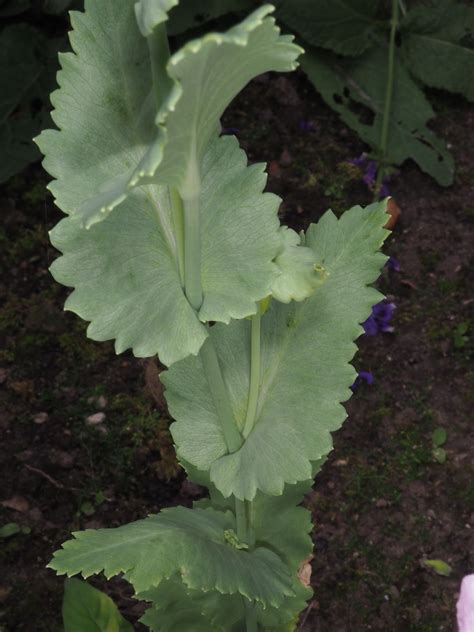 Papaver Somniferum Leaves