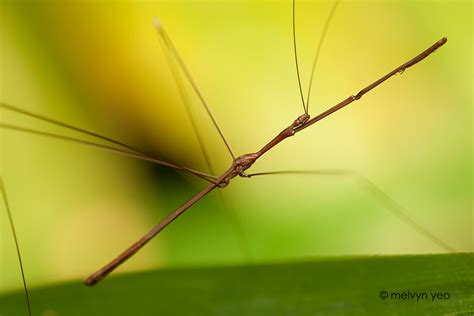 Melvyn S Photography Reduviidae Assassin Bug