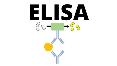 ELISA Enzyme Linked Immunosorbent Assay YouTube