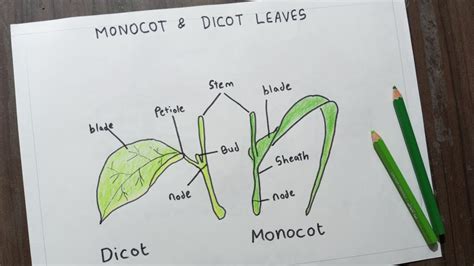 Monocot And Dicot Leaves Diagram Label Drawing Of Monocot And Dicot