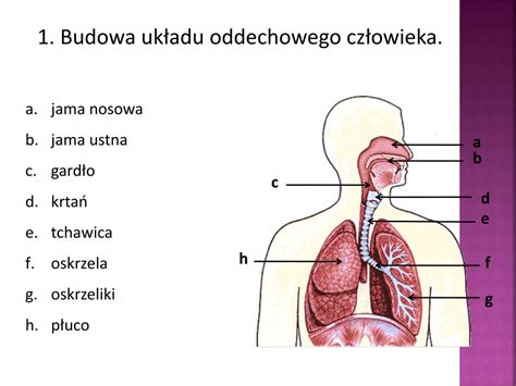 PPT UKŁAD ODDECHOWY PowerPoint Presentation free download ID 5163139