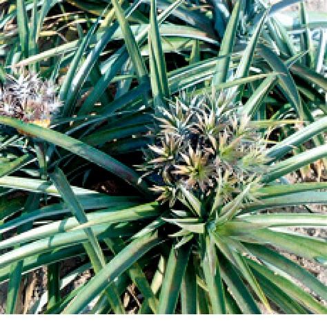 (PDF) Advances in pineapple plant propagation