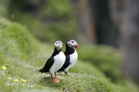 Puffin Watching Tour - Iceland Advice