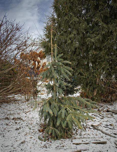 Picea Engelmannii Bushs Lace 22W50 Engelmann Spruce U1 Flickr