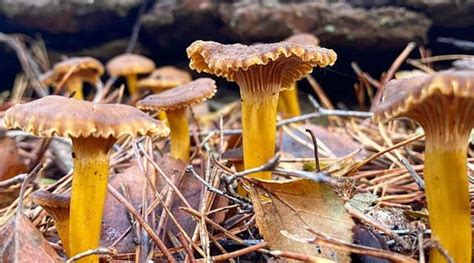 Reconnaître la chanterelle Chasseurs de champignons