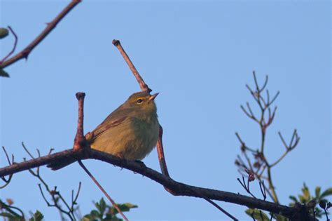 The Pursuit Of Warblers Orange Crowned Warbler Among Ten Warbler Species Today