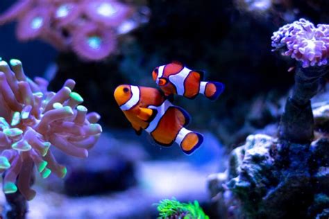 Clownfish Predators: What Feed on Clownfish? - Avid Aquarist