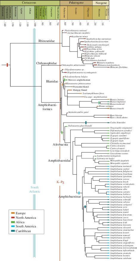 Phylogeny of Amphisbaenia. The basal position of the rhineurids and the ...