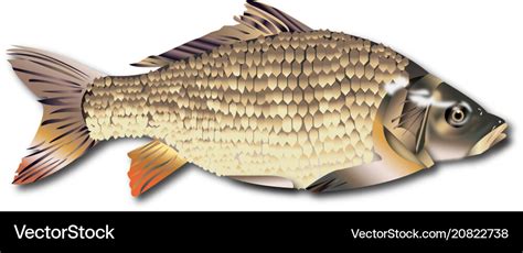 Fish realistic Royalty Free Vector Image - VectorStock