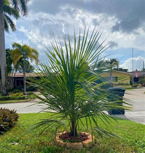 Red Lava Rock Mulch - DISCUSSING PALM TREES WORLDWIDE - PalmTalk