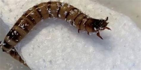 They Discover Some Superworms That Like To Eat Packaging Plastic