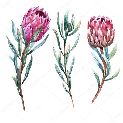 Watercolor Tropical Flower Protea — Stock Vector © Zeninaasya 84073862