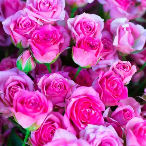 roses  leaves pictures roses  leaves stock  images
