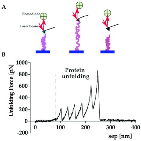 A Schematic Representation Of The Afm Single Molecule Force