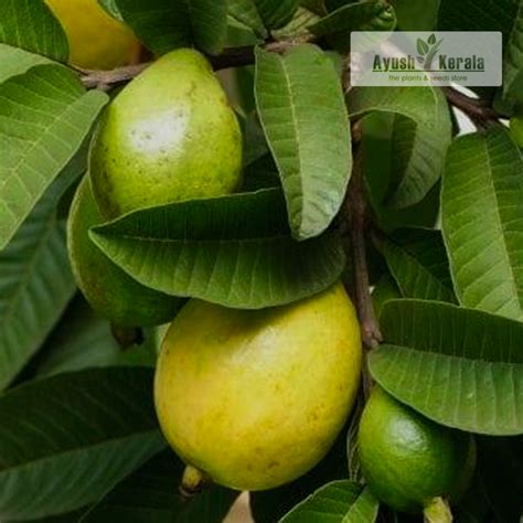 Buy Japan Guava Fruit Plant Online Kerala Nursery