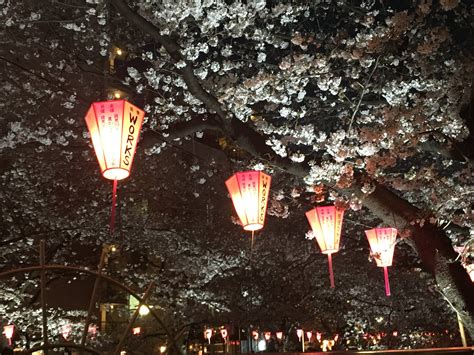 My Favorite Places to See Cherry Blossom in Tokyo — Travely Notes